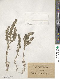 Sideritis montana image