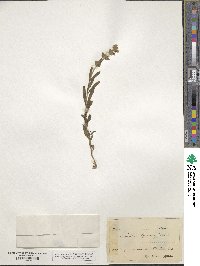 Sideritis hyssopifolia image