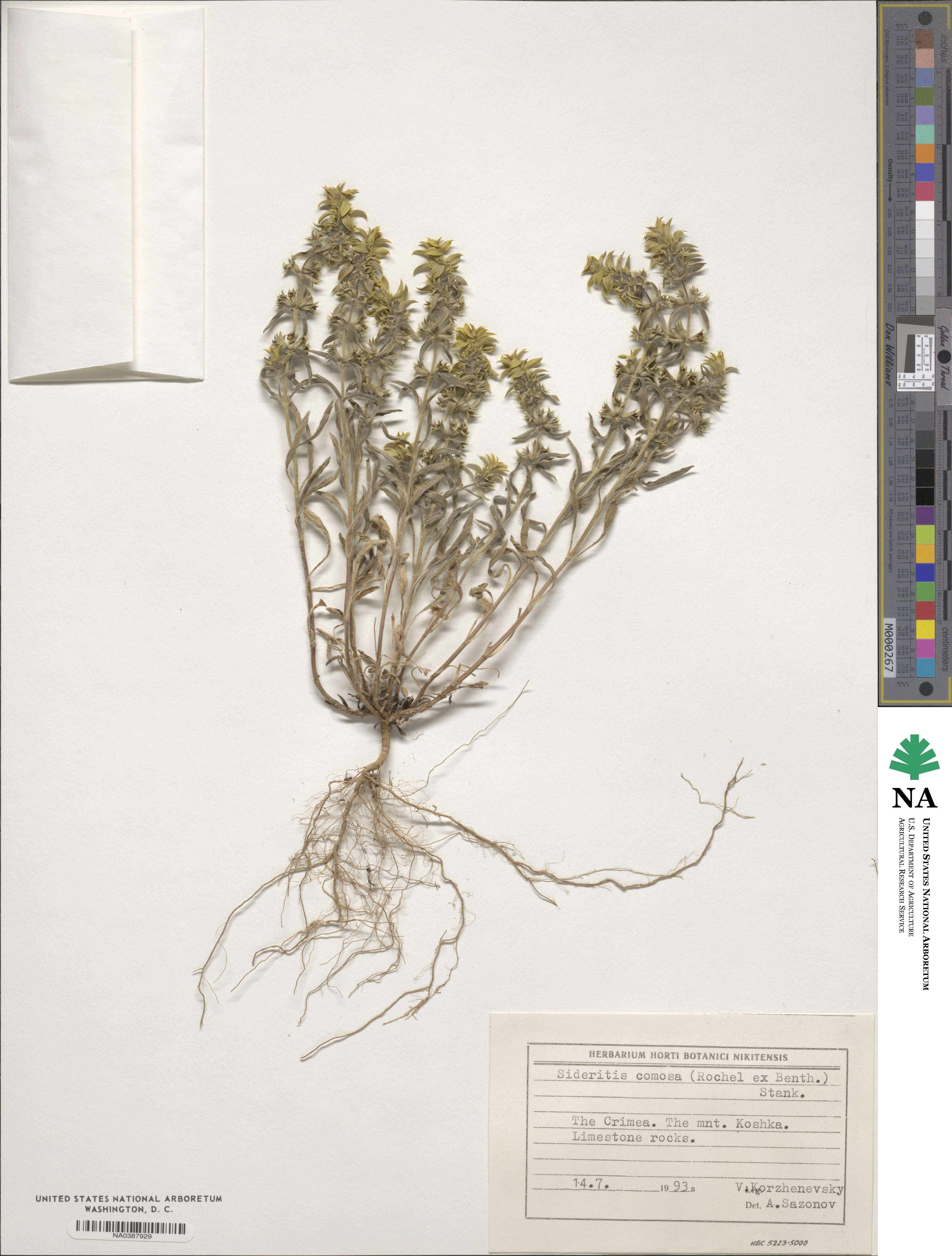 Sideritis montana subsp. montana image