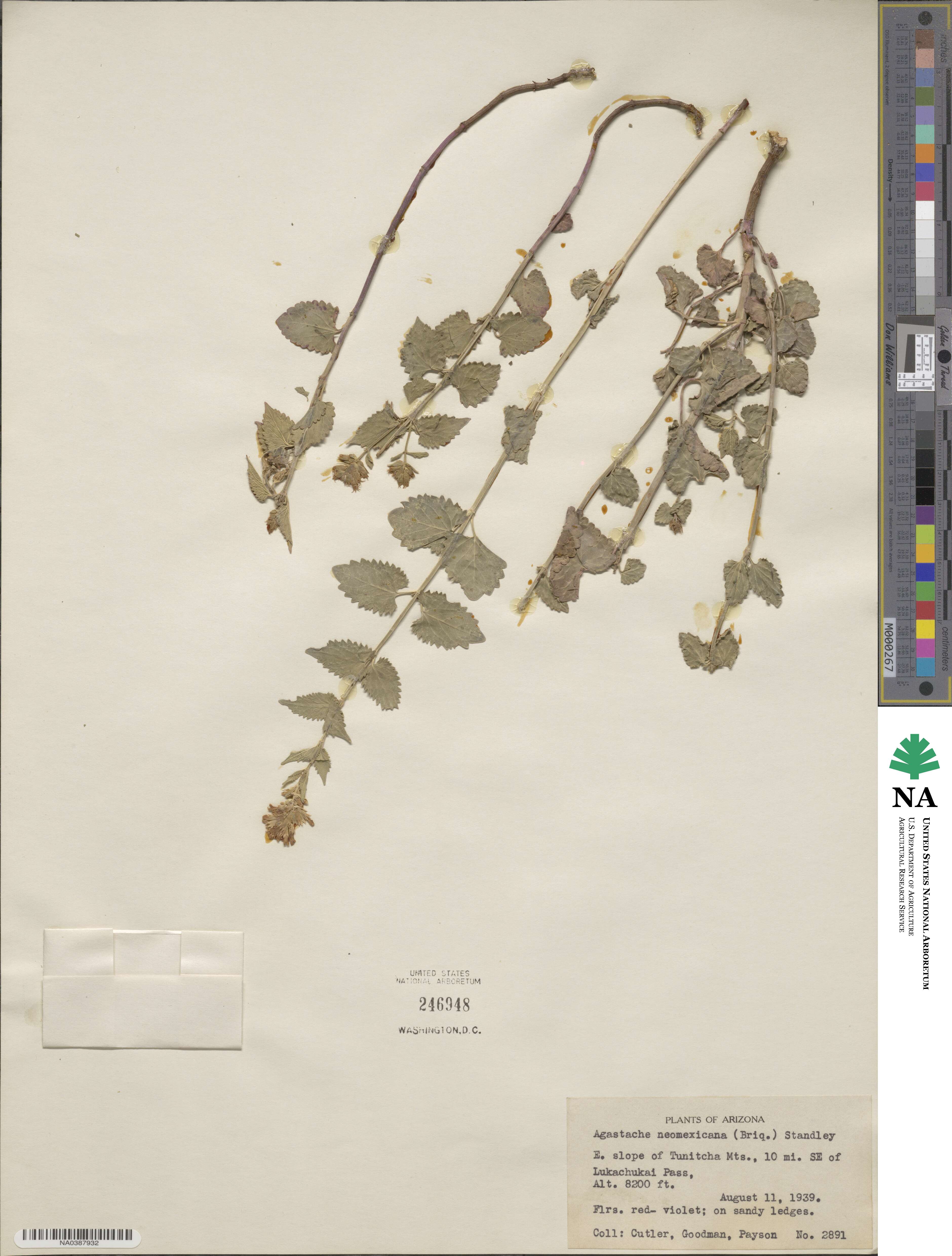 Agastache pallidiflora image