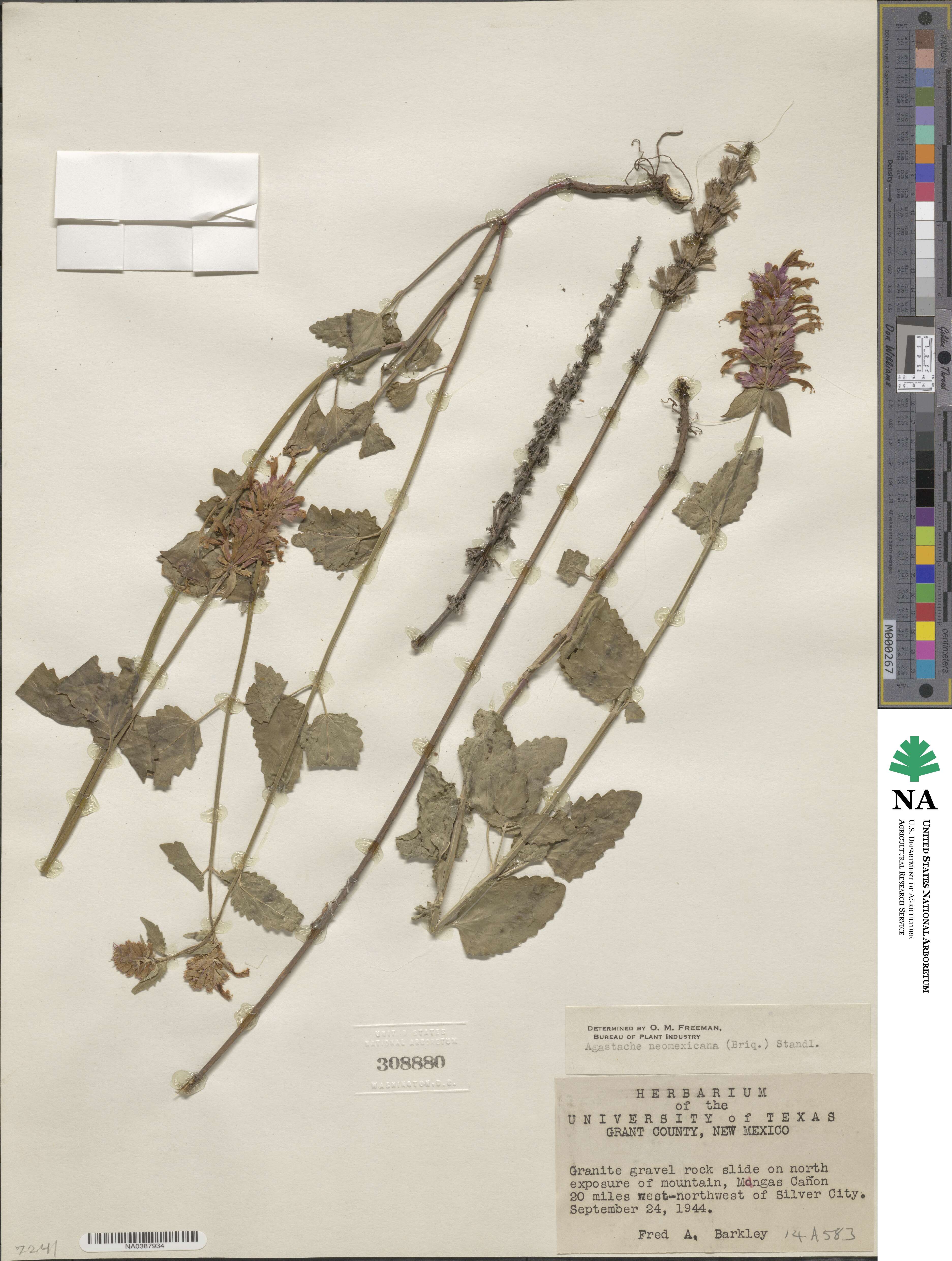 Agastache pallidiflora subsp. neomexicana image