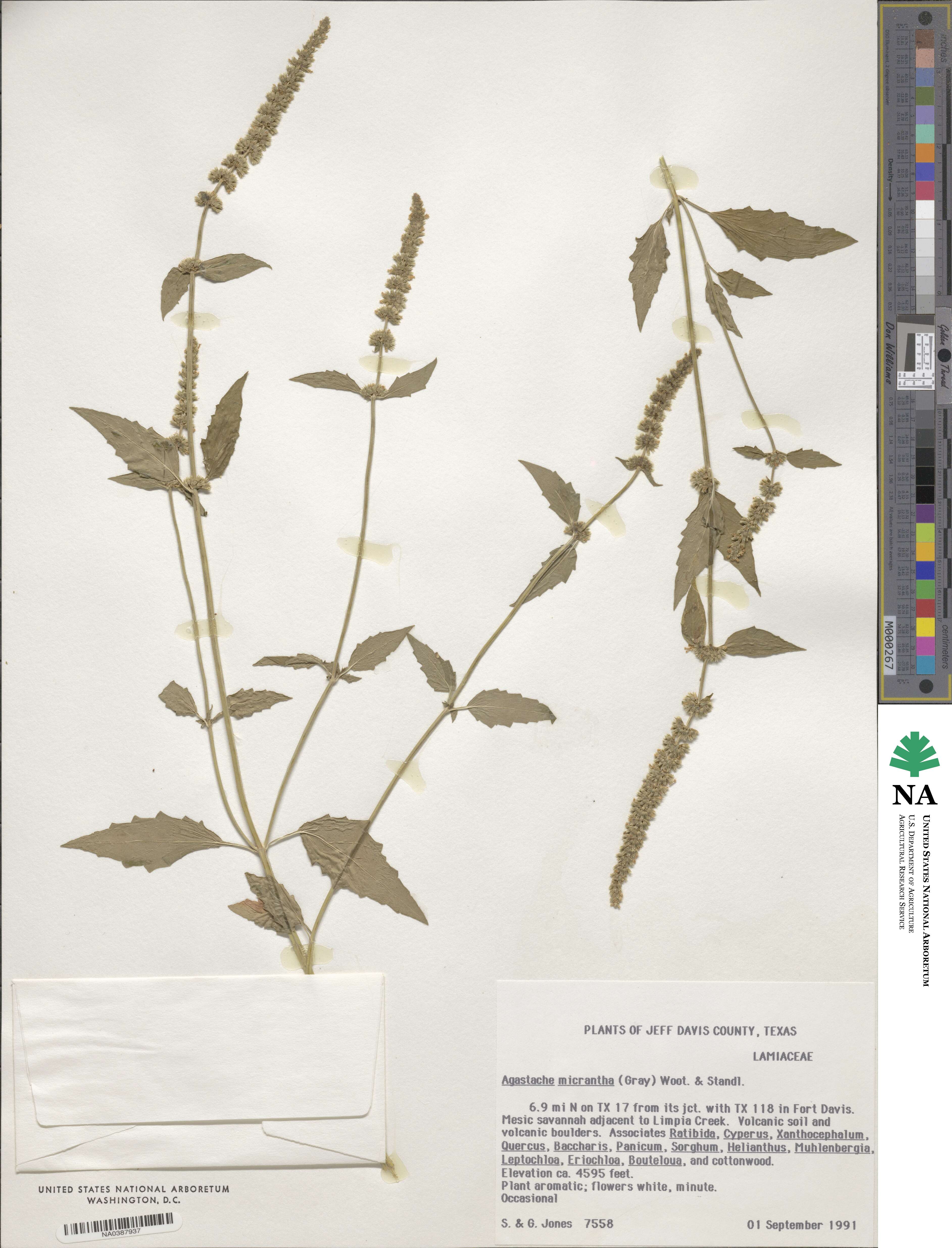 Agastache micrantha image