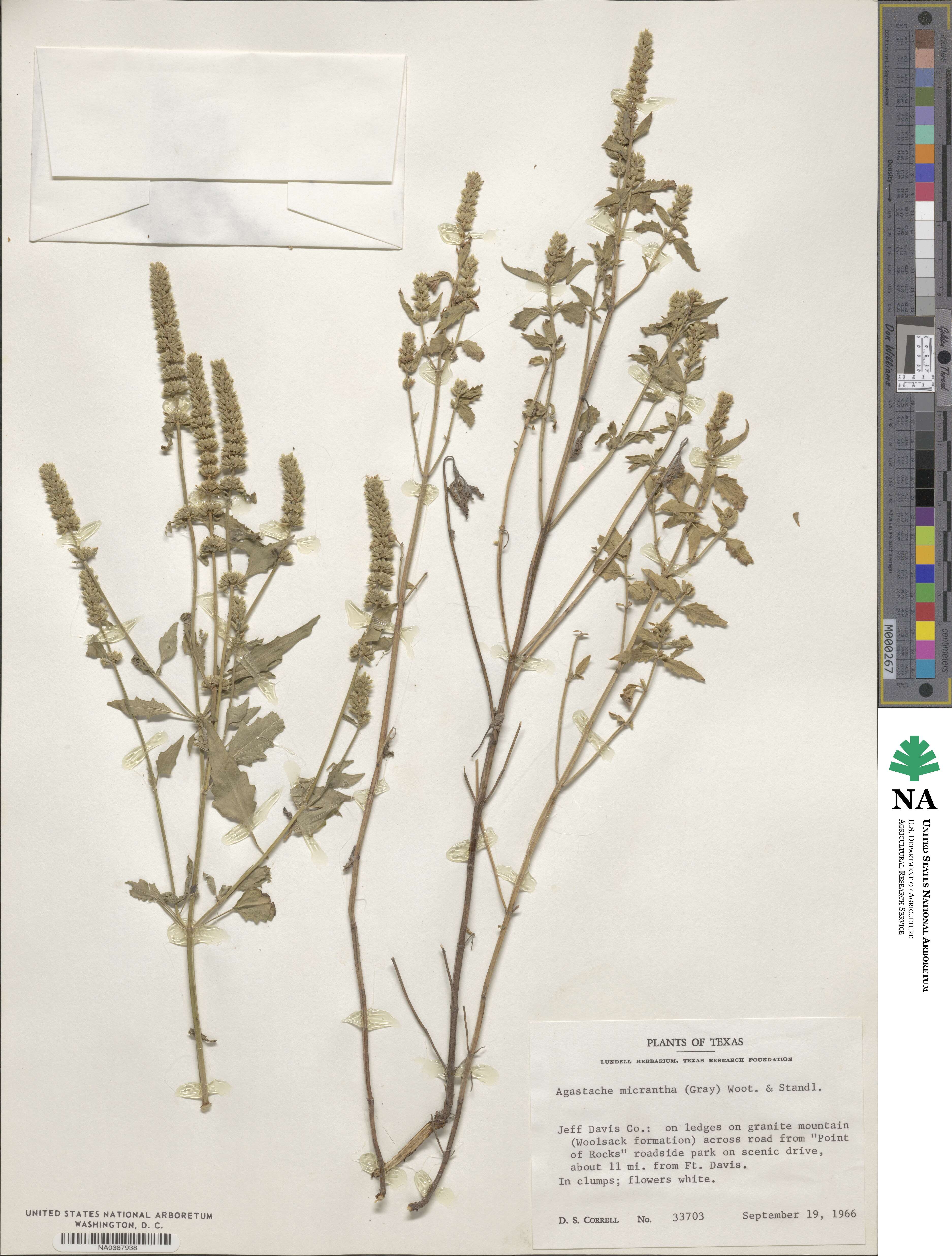 Agastache micrantha image