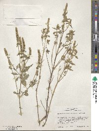 Agastache micrantha image