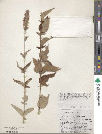 Agastache foeniculum image