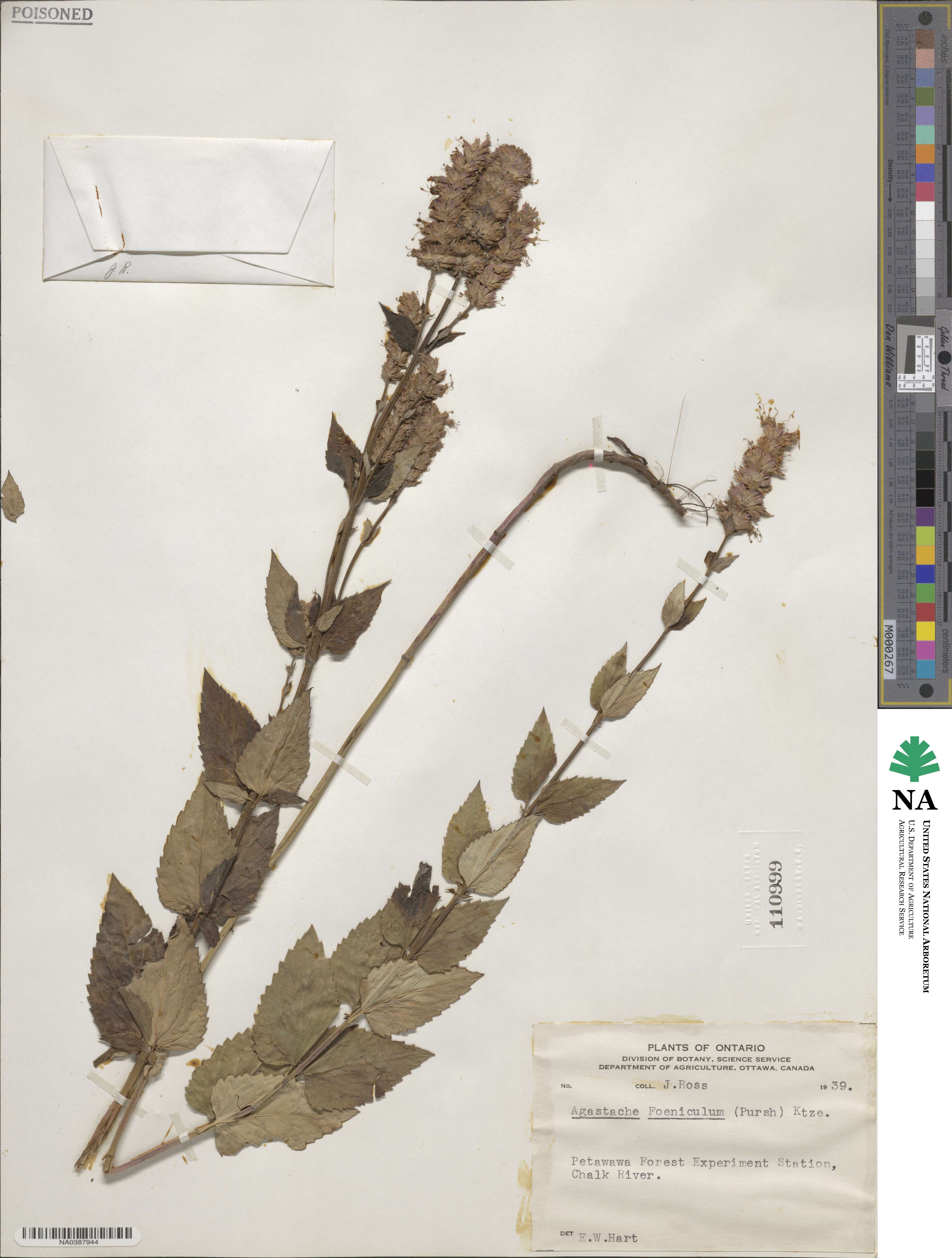 Agastache foeniculum image