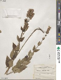 Agastache foeniculum image