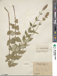 Agastache foeniculum image