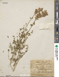 Agastache cana image