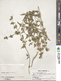 Agastache cana image