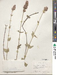 Agastache breviflora image