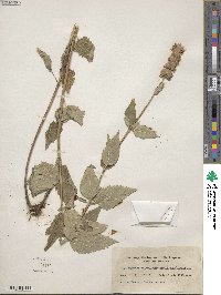 Agastache foeniculum image