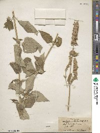 Agastache foeniculum image