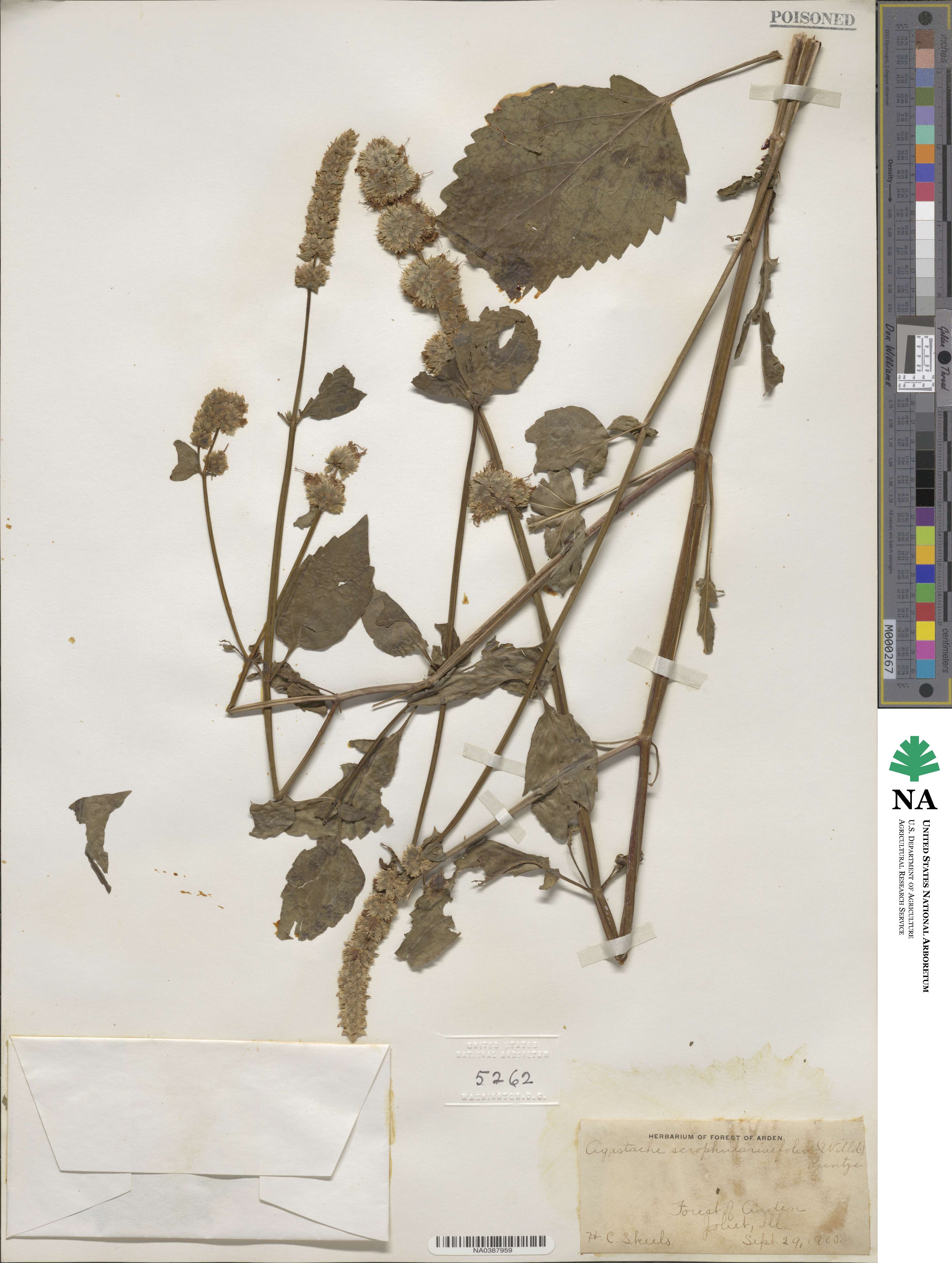 Agastache scrophulariifolia image