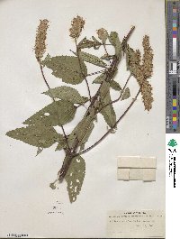 Agastache scrophulariifolia image