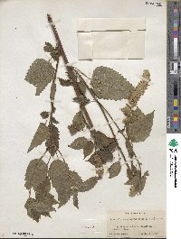 Agastache scrophulariifolia image