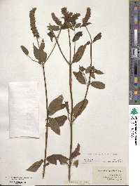 Agastache nepetoides image