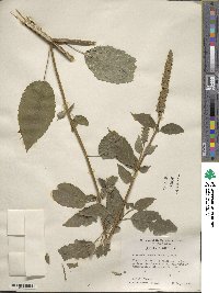 Agastache nepetoides image