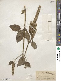 Agastache nepetoides image