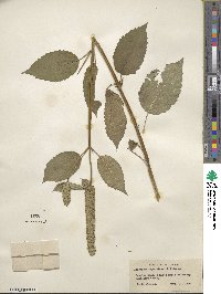 Agastache nepetoides image