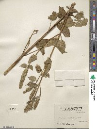 Agastache nepetoides image