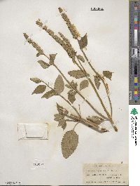 Agastache nepetoides image