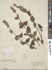 Agastache urticifolia image