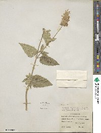 Agastache urticifolia image