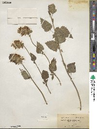 Agastache urticifolia image