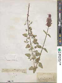 Agastache urticifolia image