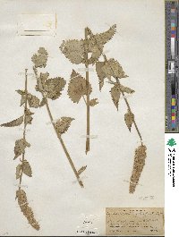 Agastache urticifolia image