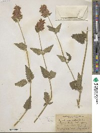 Agastache urticifolia image