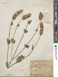 Agastache urticifolia image