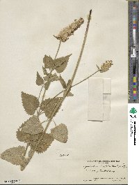 Agastache urticifolia image