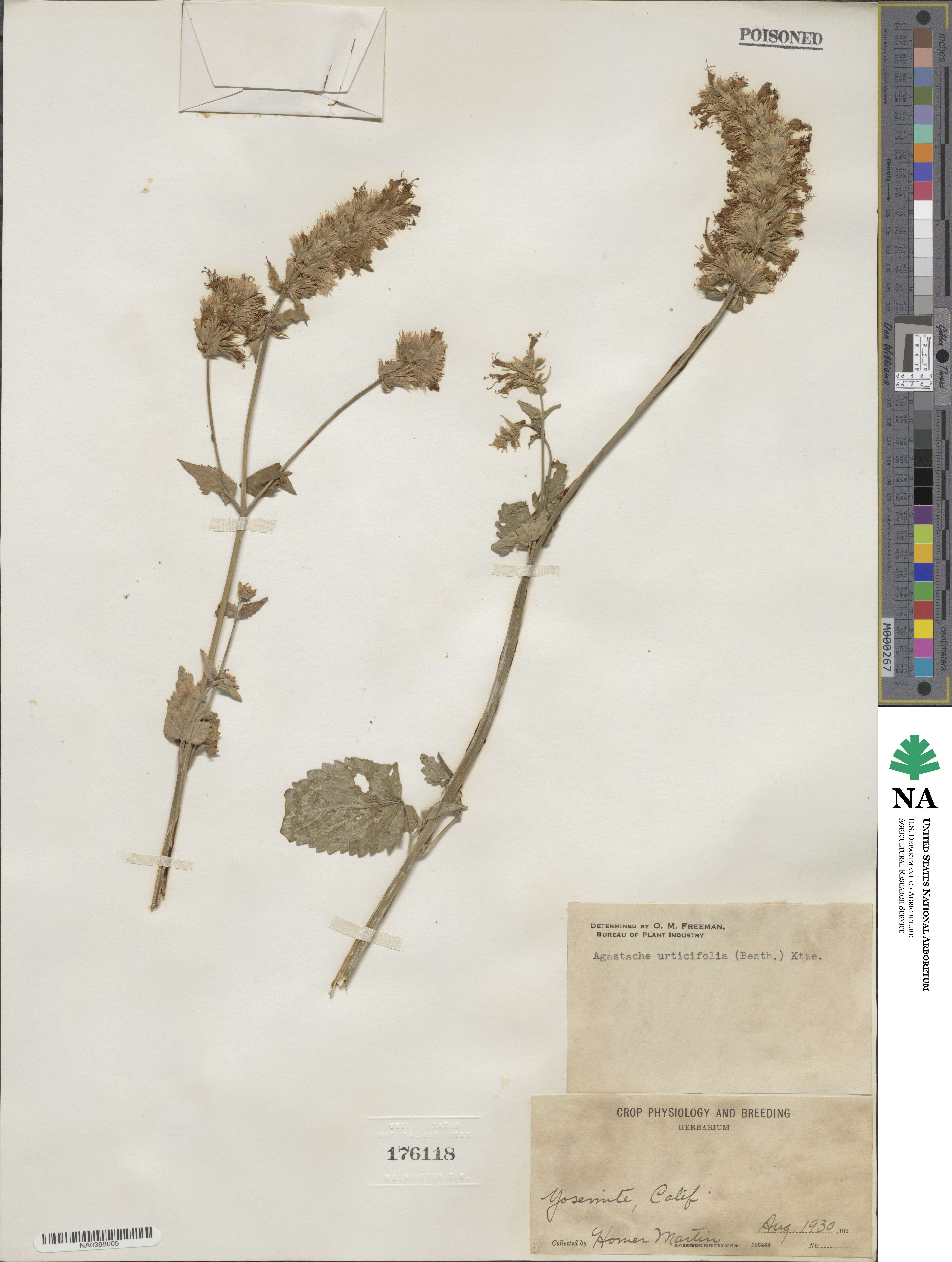 Agastache urticifolia image