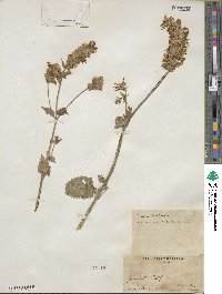 Agastache urticifolia image