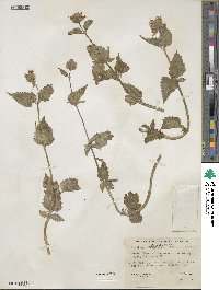 Agastache urticifolia image