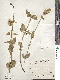 Agastache urticifolia image