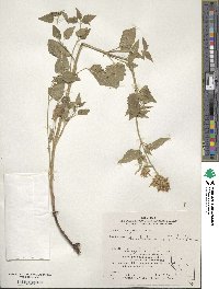 Agastache urticifolia image