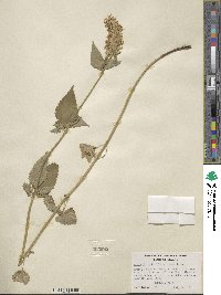 Agastache urticifolia image