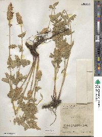 Agastache urticifolia image