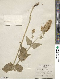 Agastache urticifolia image