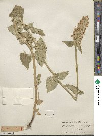 Agastache urticifolia image