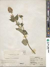 Agastache urticifolia image