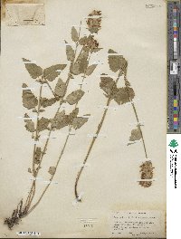 Agastache urticifolia image