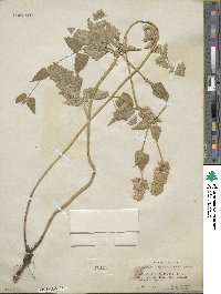 Agastache urticifolia image