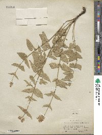 Agastache urticifolia image