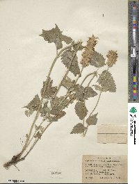 Agastache urticifolia image