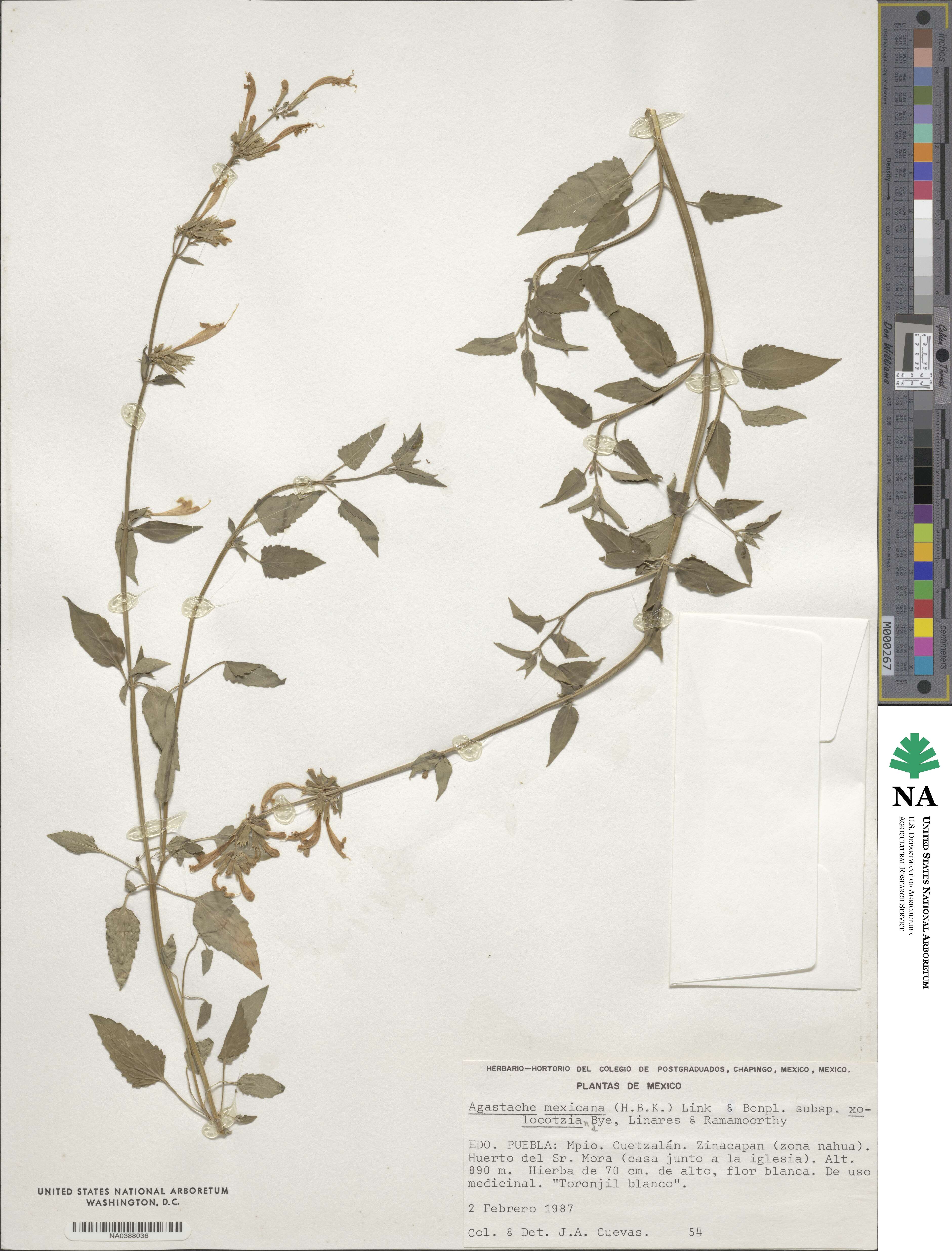 Agastache mexicana image