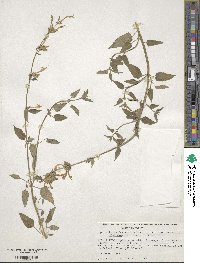 Agastache mexicana image